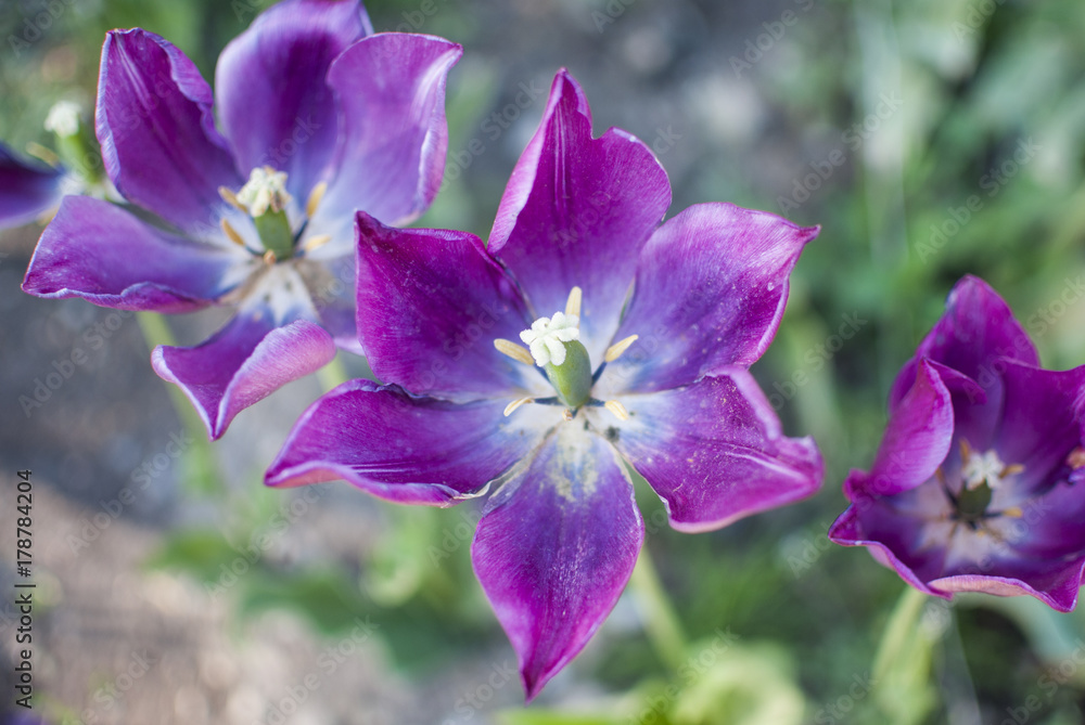 purple tulips blossom