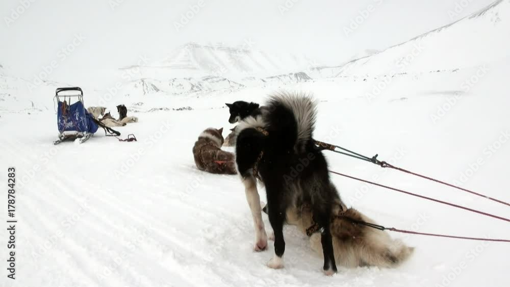 Sled dog team malamute husky Eskimo rest in Arctic. Way from ...