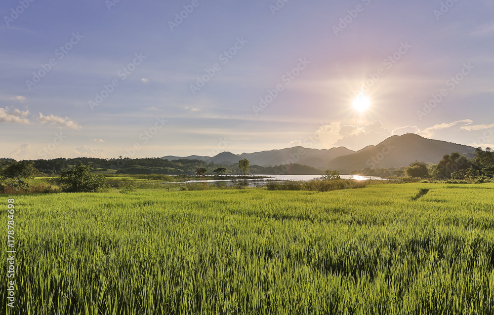 Rice field and mountain at Lampang Thailand