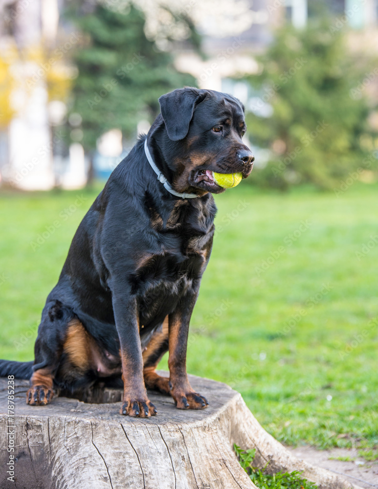 Beautiful Old Dog Rottweiler in the summer