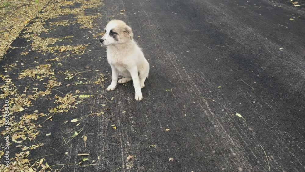White stray puppy in playful mood on an autumnal asphalt road White stray puppy in playful mood on an autumnal asphalt road