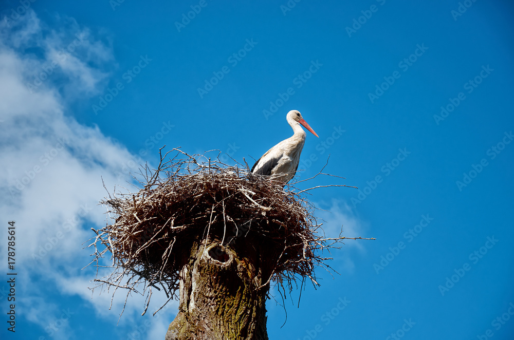 Fototapeta premium The stork sits in a nest on a high pillar.