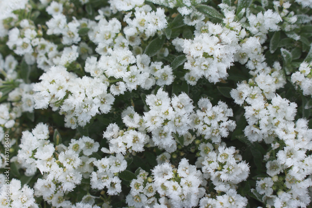 Blossom sweet lobularia covered with first hoar frost Blossom sweet lobularia covered with first hoar frost