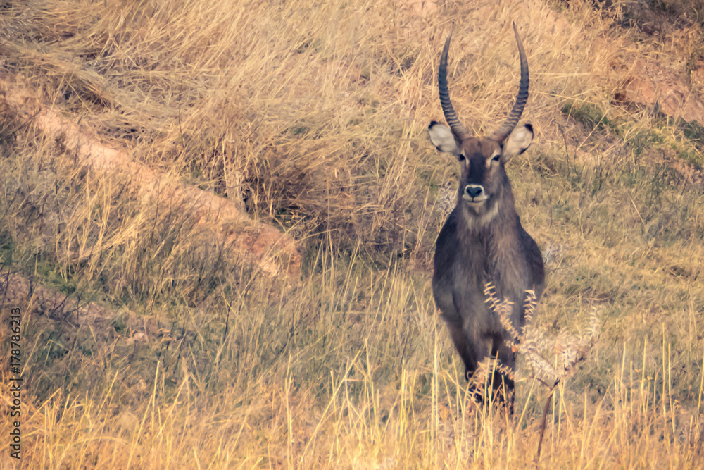 Wasserbock Wasserbock