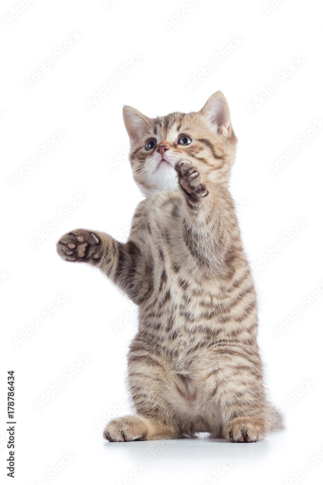 funny playful cat is standing funny playful cat is standing