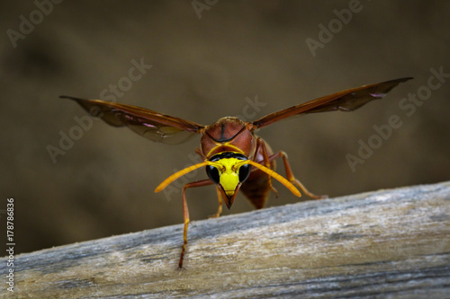 Image of potter wasp (Delta sp, Eumeninae) on dry timber. Insect Animal photo