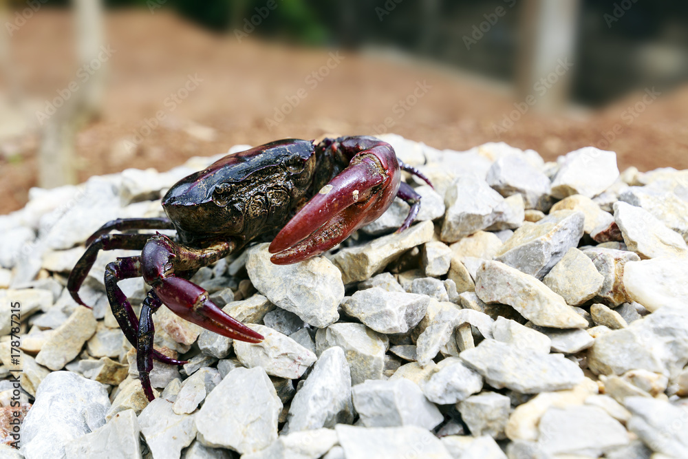 Crab on the stone