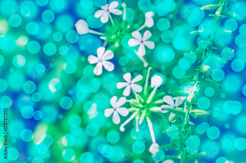 blue bokeh and small white flower  nature background