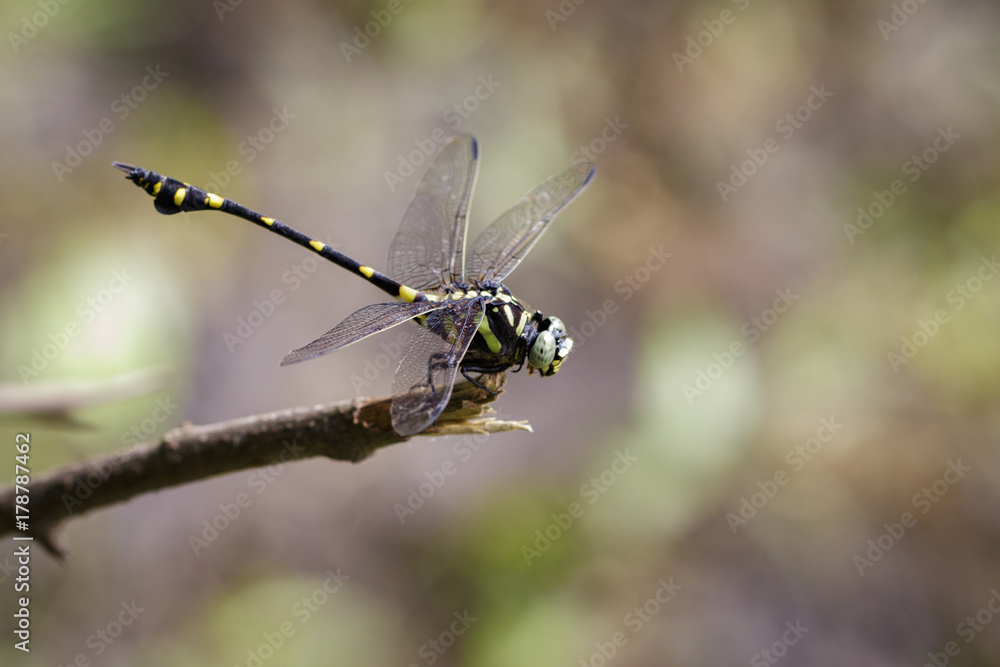 Image of a Dragonfly (Ictinogomphus Decoratus) on nature background. Insect Animal