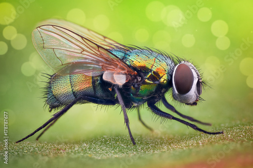 Extreme magnification - House fly