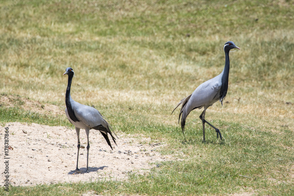 Obraz premium Image of Dimoiselle Crane on nature background. Bird. Animals.