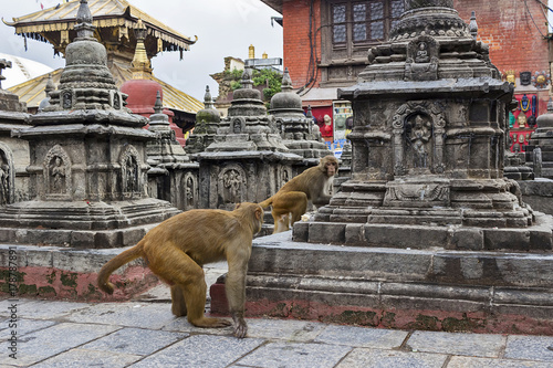 Monkey temple in Nepal