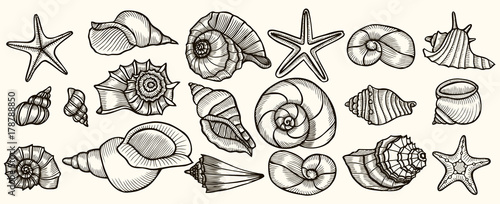 Seashells vector set.