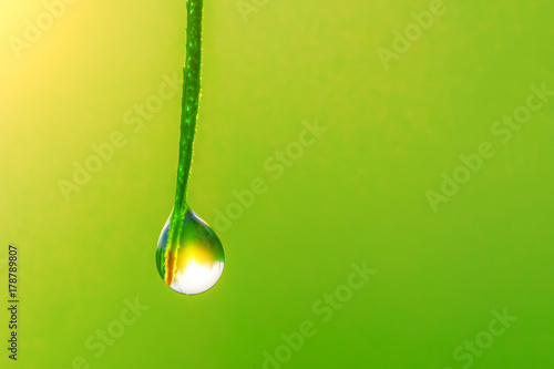 Drop of water flowing down a blade of grass on a blurred green background