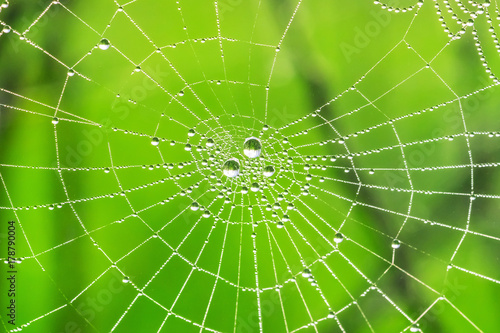 Cobweb covered with drops of water, green abstract background