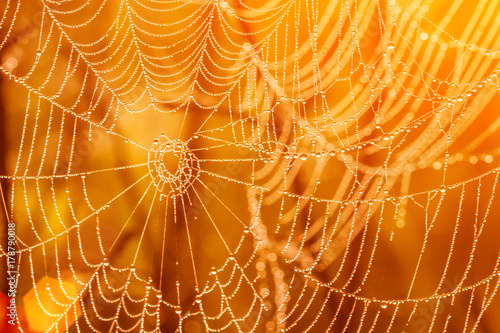 Large spiderweb covered with drops of water at sunset, yellow abstract background photo