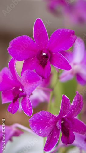 Vertical shot of spathoglottis plicata or large purple orchid  exotic plant  found in tropical or subtropical climates