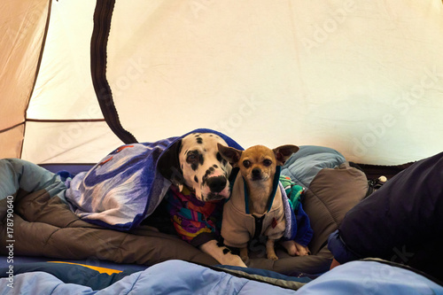 Portrait of a dogs which rests in a tent after a hard day on outdoor.