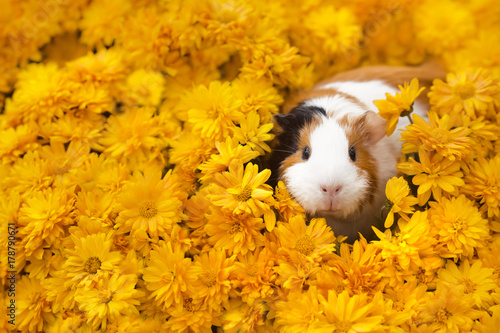 Funny little guinea pig sitting in yellow flowers outdoors photo