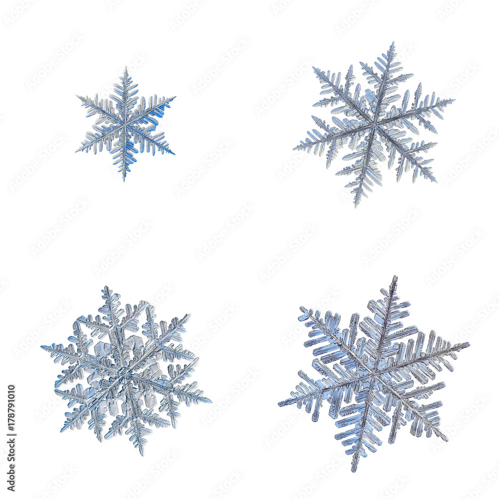 Set with four snowflakes isolated on white background. Macro photo of real snow crystals: stellar dendrites with fine hexagonal symmetry, long elegant arms, glossy surface and complex, ornate shapes. Set with four snowflakes isolated on white background. Macro photo of real snow crystals: stellar dendrites with fine hexagonal symmetry, long elegant arms, glossy surface and complex, ornate shapes.