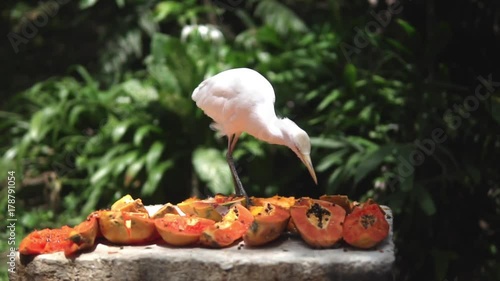The cattle egret (Bubulcus ibis). White bird chooses what to eat from food table. Malaysia. photo