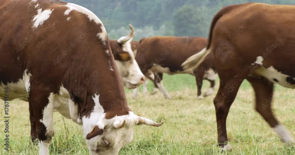 grazing cows at farm rural field pasture in sunny day grazing cows at farm rural field pasture in sunny day