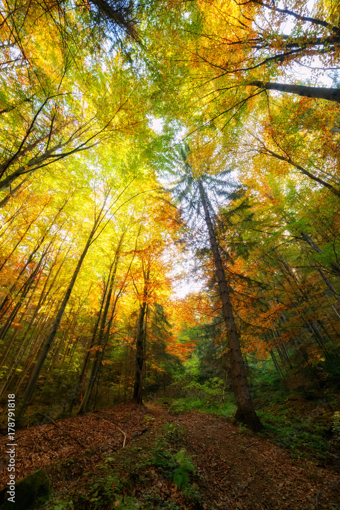 View up on autumn forest