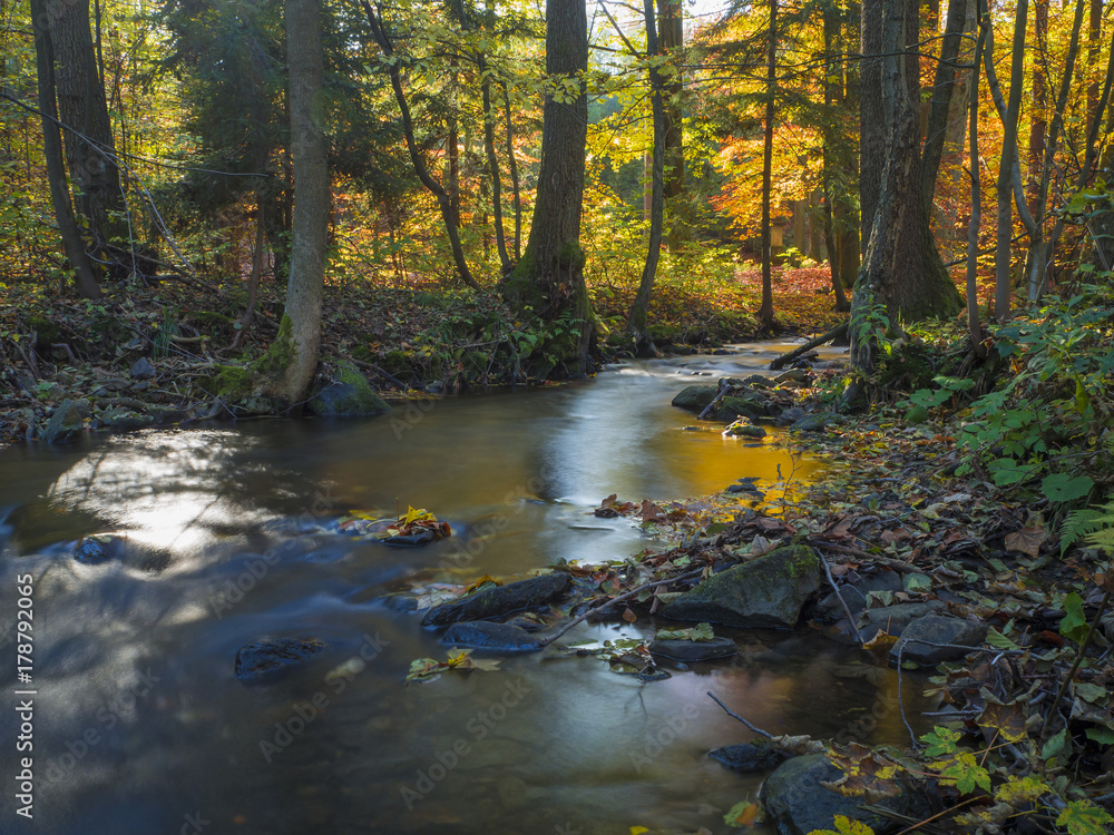 Long exposure magic forest stream creek in autumn with stones moss ferns and fallen leaves and trees in luzicke hory mountain in czech republic Long exposure magic forest stream creek in autumn with stones moss ferns and fallen leaves and trees in luzicke hory mountain in czech republic