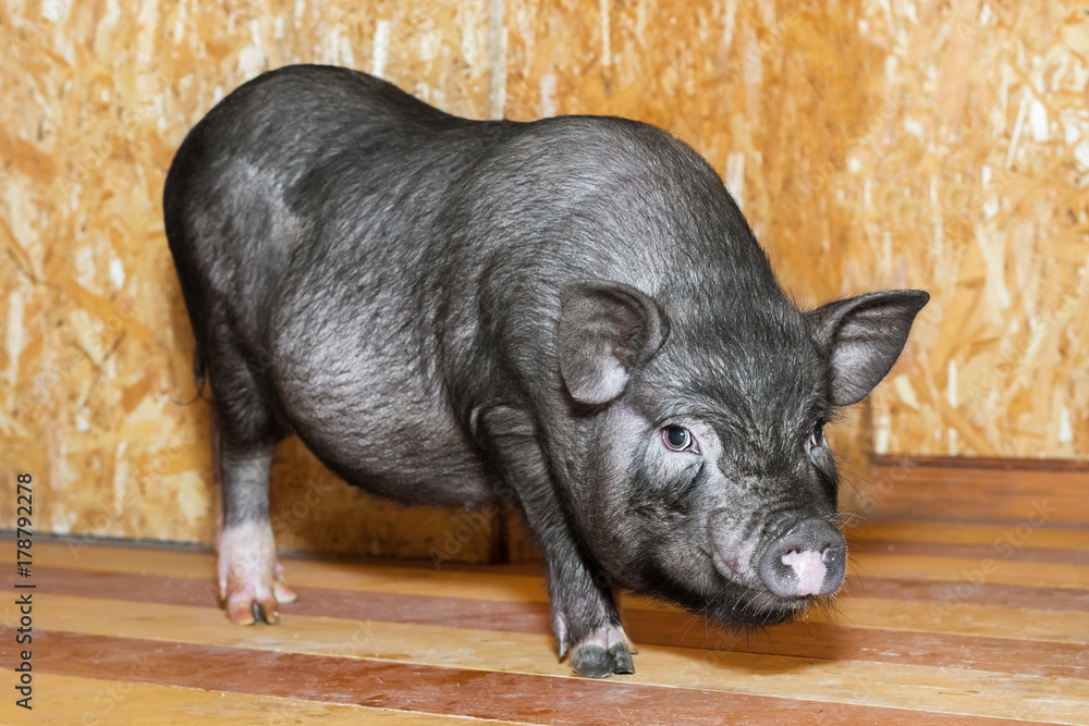 Vietnamese Potbellied pig. Cute little black piglet. Pig breeding