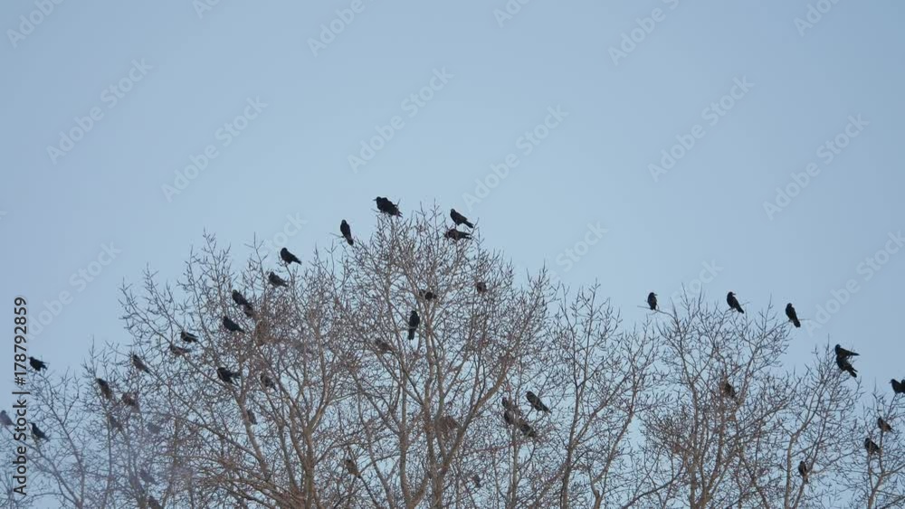 flock of raven birds sitting autumn on a tree dry branches of trees. crows birds flock flock of raven birds sitting autumn on a tree dry branches of trees. crows birds flock