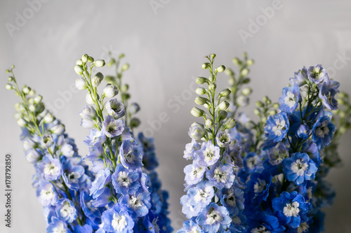 Canvas Print Blue delphinium flower with green leaves on light gray background