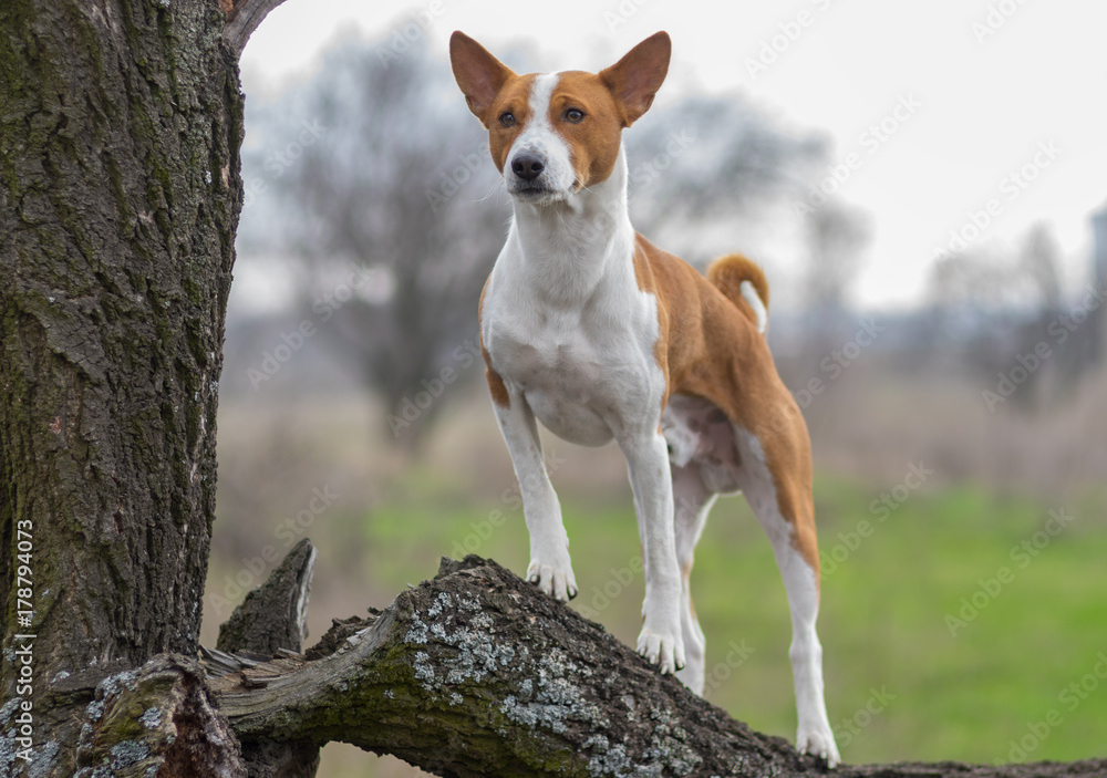 Mature Basenji dog looking around its territory standing on a tree branch
