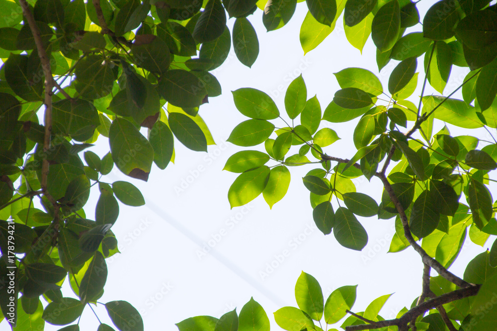 Obraz premium Green leaf and branches on white using as background and wallpaper.