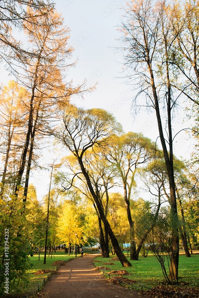Fototapeta premium Colorful foliage in the autumn park