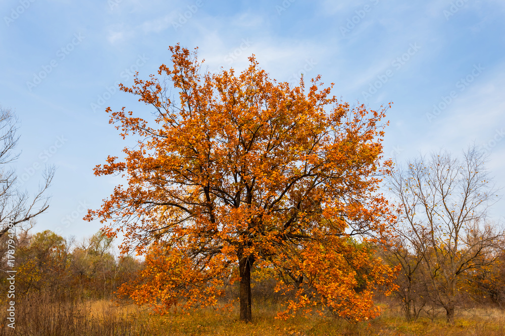 Fototapeta premium dry oak tree in a autumn forest