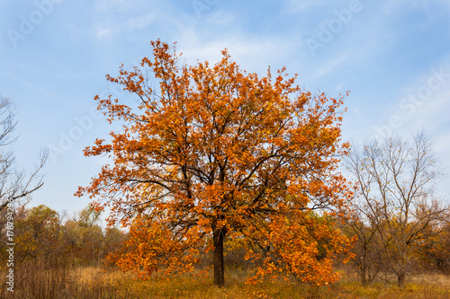 dry oak tree in a autumn forest