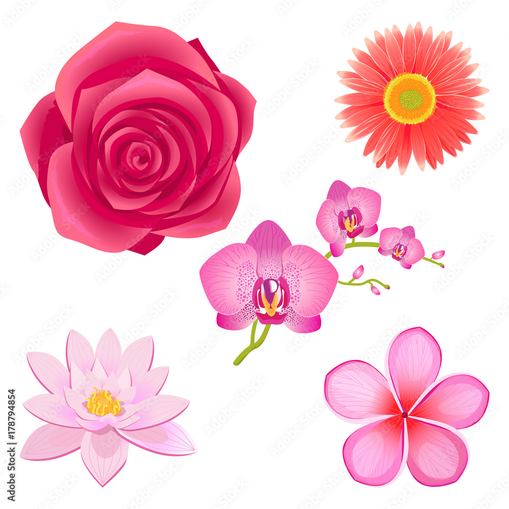 Amazing Pink Flowers Isolated Illustrations Set