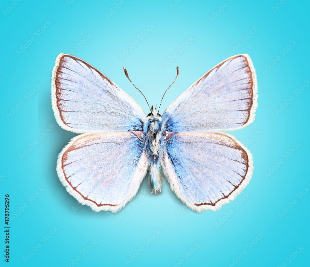 Fototapeta premium Tropical animal.