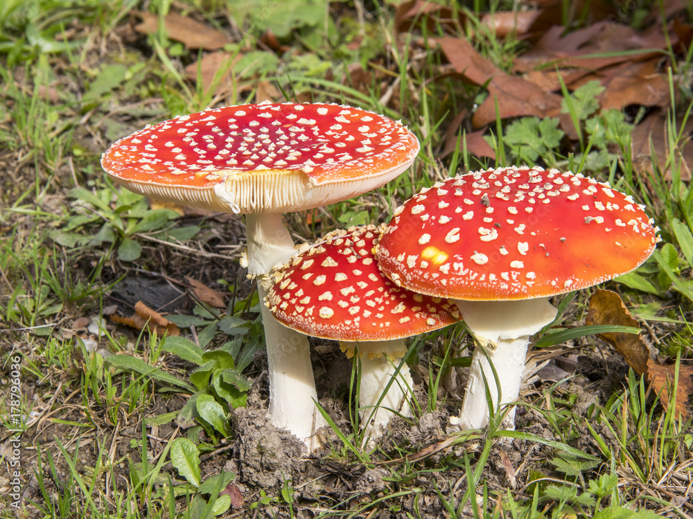 Amanite tue-mouches. Amanita muscaria Amanite tue-mouches. Amanita muscaria