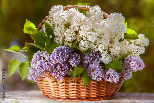 Very beautiful basket of white and purple lilacs on a green natural background.