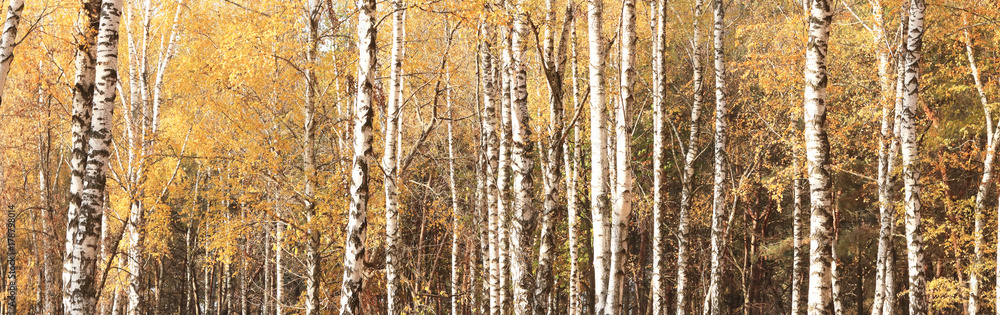beautiful autumn panorama with yellow birches in birch grove