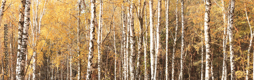 beautiful autumn panorama with yellow birches in birch grove