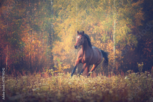 Bay horse galloping on the trees background in autumn
