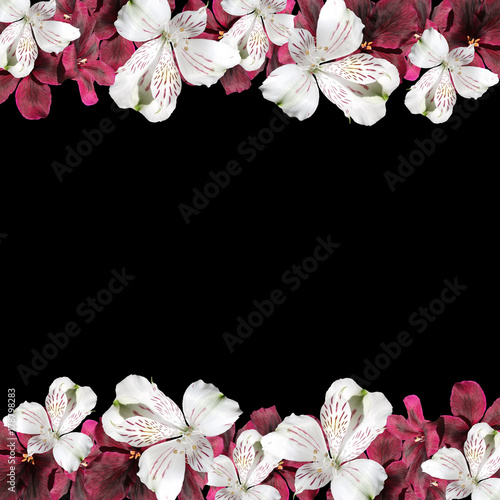 Fototapeta Naklejka Na Ścianę i Meble -  Beautiful floral background of Pelargonium and alstroemeria 