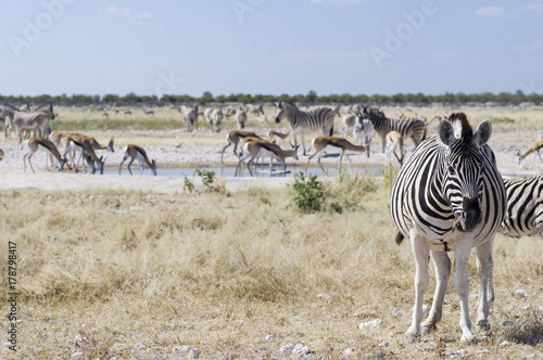 Group of zebras   Herd of zebras  zebra looking at camera  Etosha National Park.