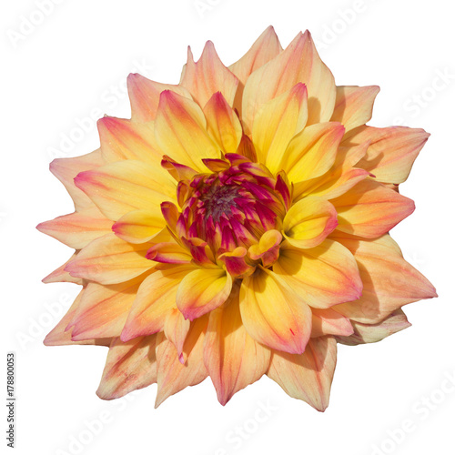  yellow pink striped head of a dahlia flower