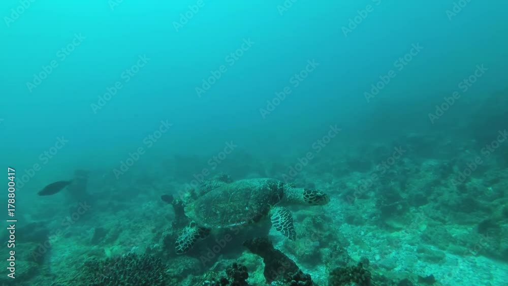 Sea turtle swim over coral reef, Indian Ocean, Maldives
Sea turtle swim over coral reef, Indian Ocean, Maldives