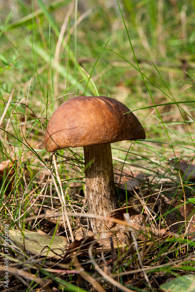 Close up view of brown cap boletus growing in forest. Close up view of brown cap boletus growing in forest.