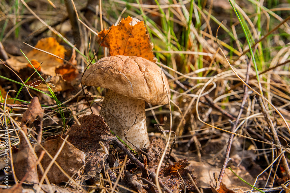 Forest mushroom brown cap boletus growing in a green moss.. Forest mushroom brown cap boletus growing in a green moss..