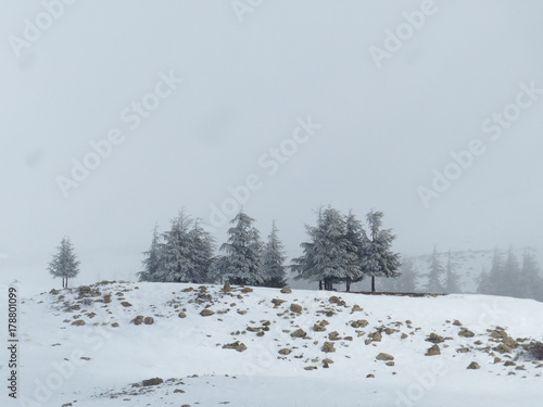 Trees in snow